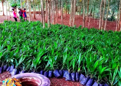 UPDATE ON OIL PALM AND COCONUT SEEDLINGS ON 19/02/24
